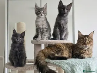 Maine Coon cats Maine Coon Kitten ready - Advert 1
