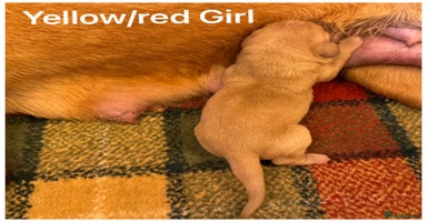 Labrador Retriever dogs - Advert 3
