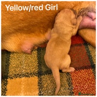 Labrador Retriever dogs - Advert 4