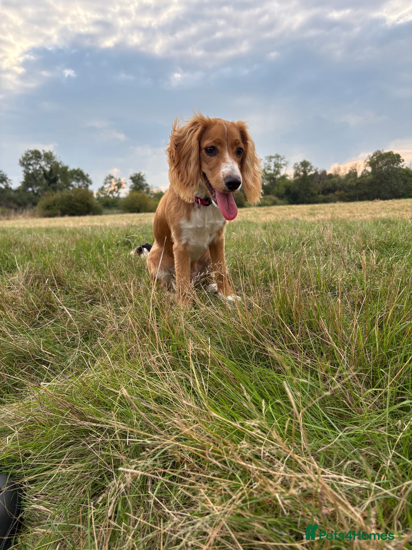 Cocker Spaniel dogs for sale: 6 month cocker spaniel  - Advert 2
