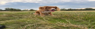 Cocker Spaniel 1