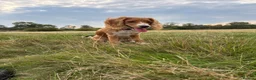 Cocker Spaniel dogs for sale: 6 month cocker spaniel  - Advert 1