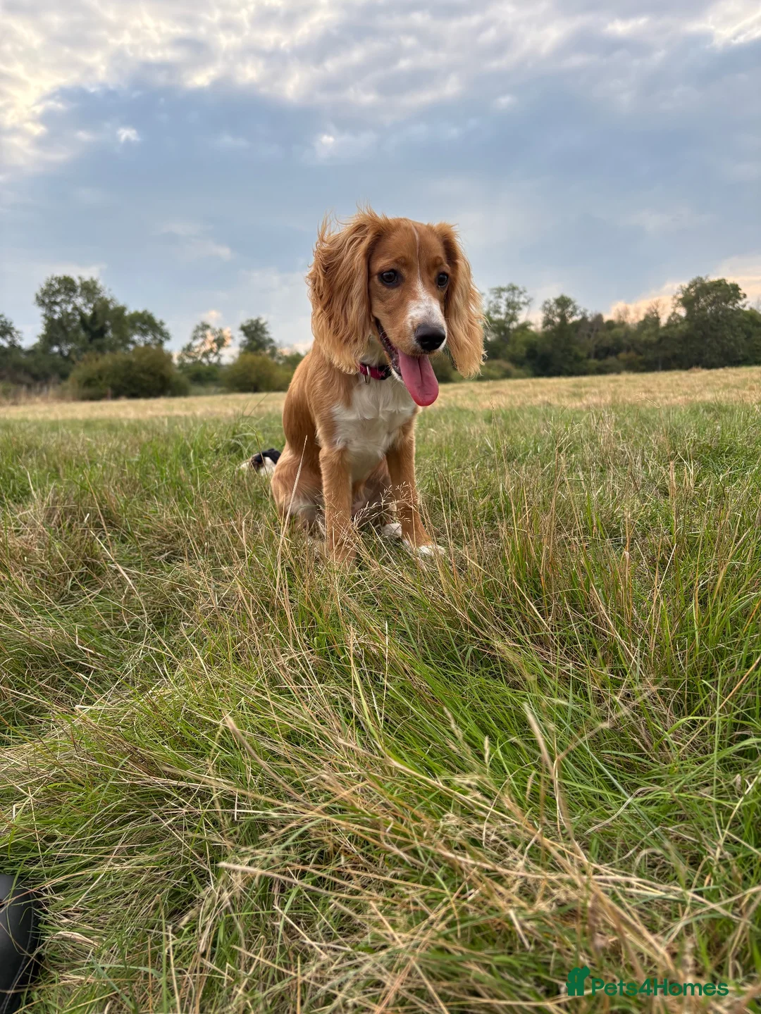 Cocker Spaniel dogs for sale: 6 month cocker spaniel  - Advert 1