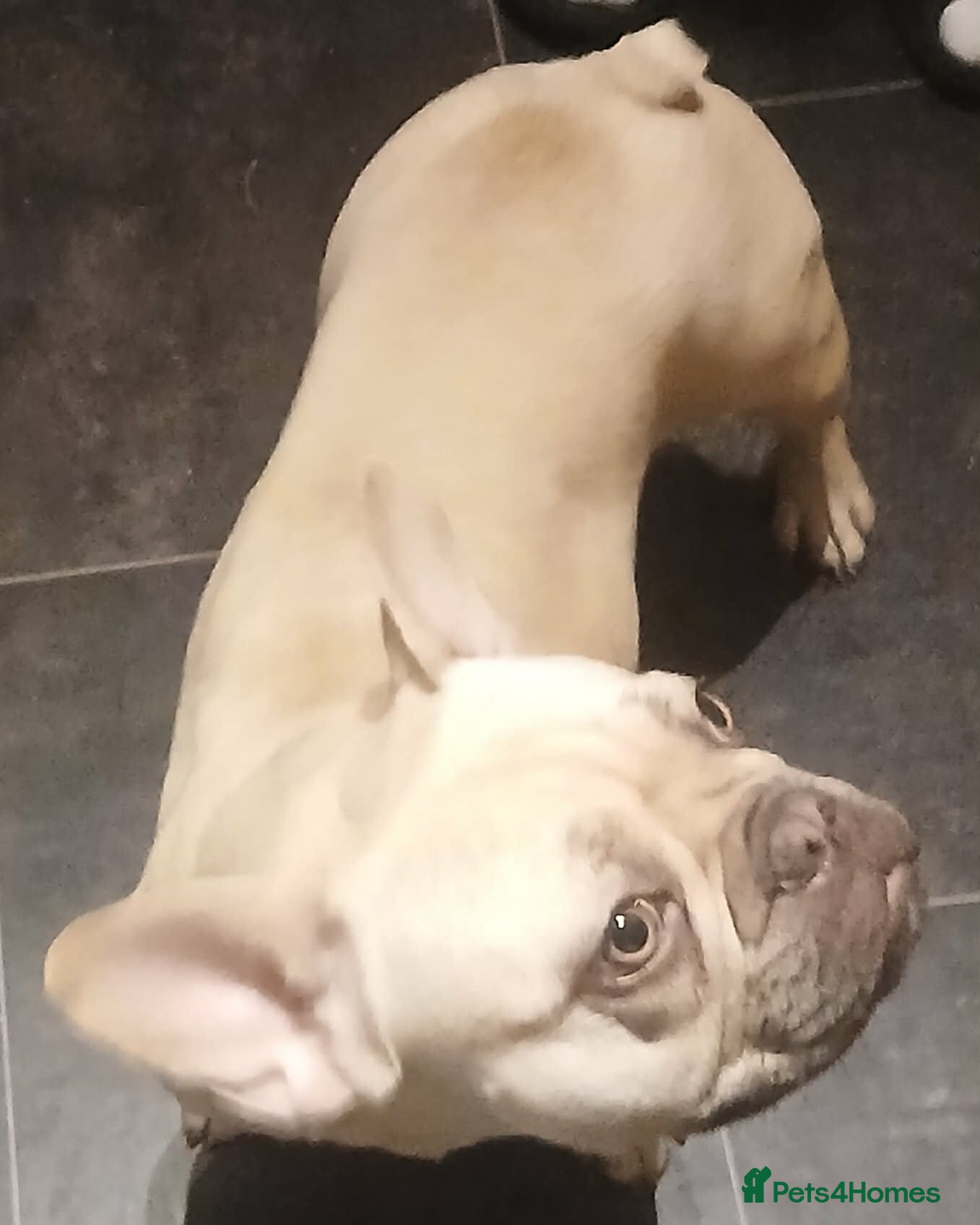 French Bulldog dogs Dior  - Advert 4