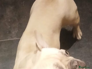 French Bulldog dogs Dior - Advert 7