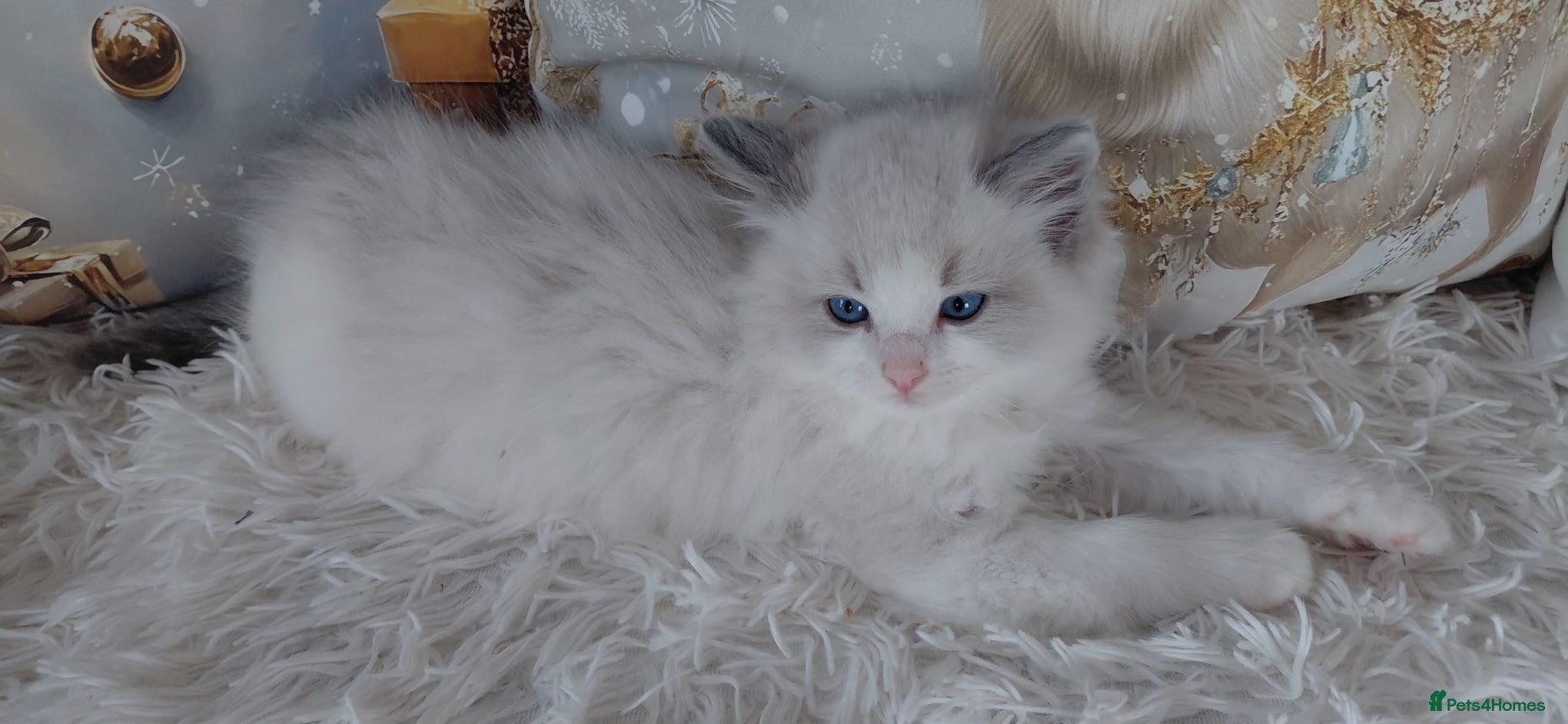 Ragdoll cats 💕BEAUTIFUL TICA REGISTERED RAGDOLLS KITTENS💕  - Advert 1