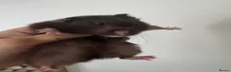 Gerbil rodents for sale: Gerbils and hamster - Advert 6