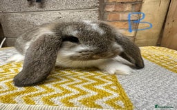 Mini Lop rabbits for sale: Mini Lop Rabbits For Sale  - Image 8