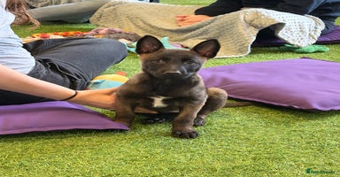 Belgian Shepherd Dog dogs - Advert 10