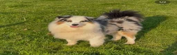 Mixed Breed dogs for sale: ⭐️SUPER RARE BERNESE x AUSTRALIAN SHEPHERD PUPS⭐️ in New Quay - Advert 40