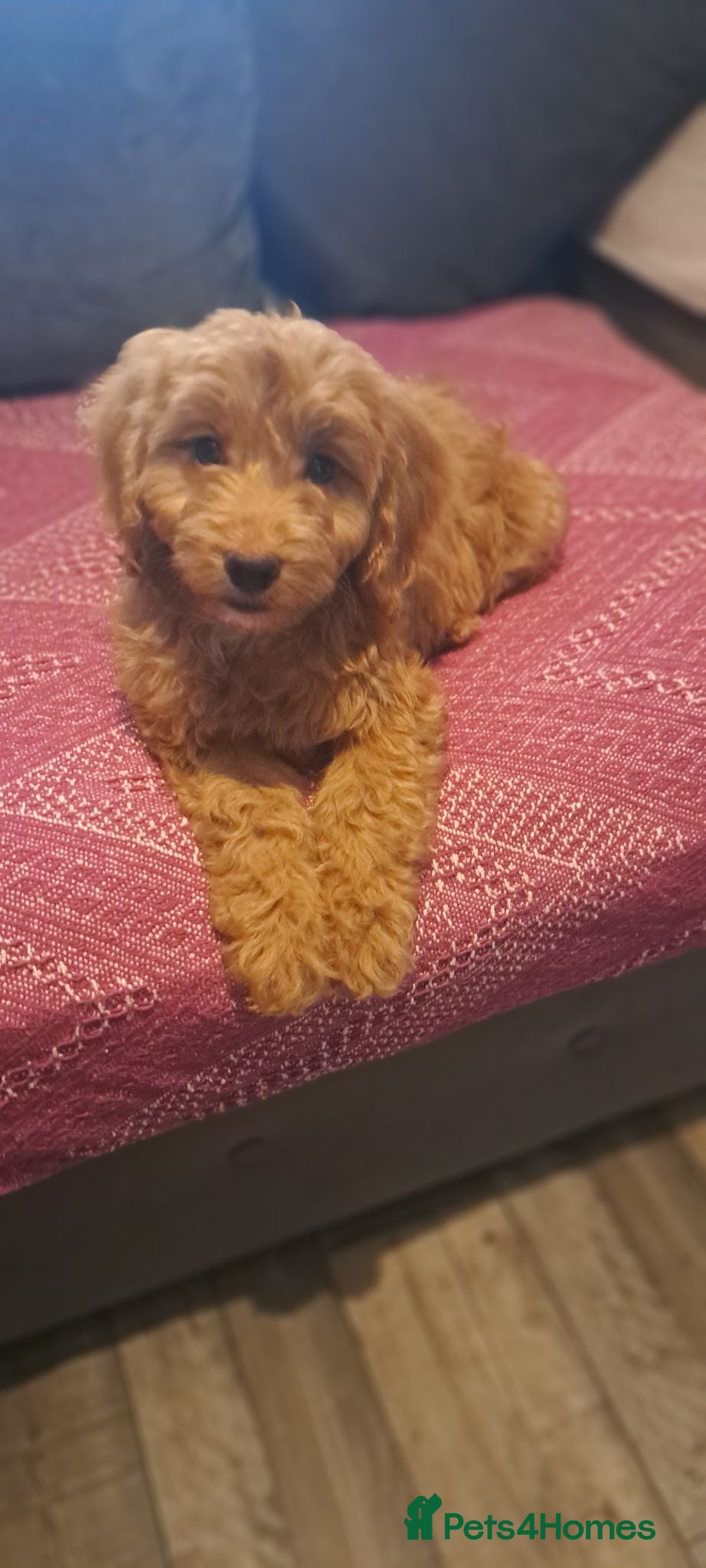 Cockapoo dogs 3 cuddly girl cockapoos - Advert 8