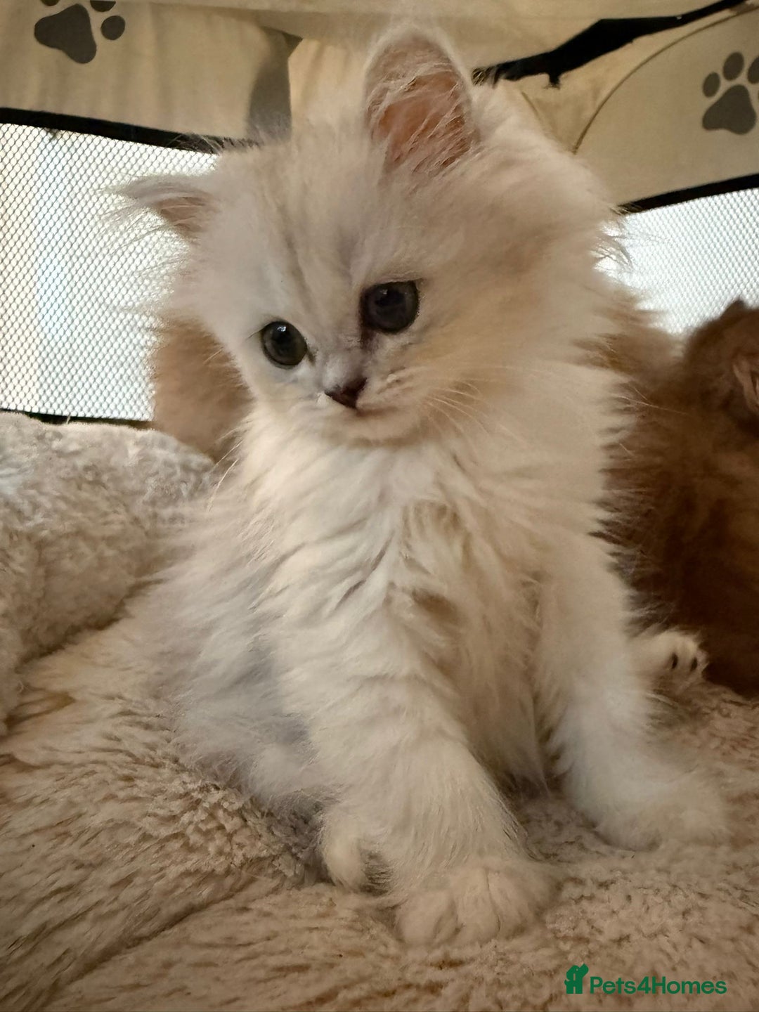 Persian cats for sale: Adorable Persian Kittens  - Image 9
