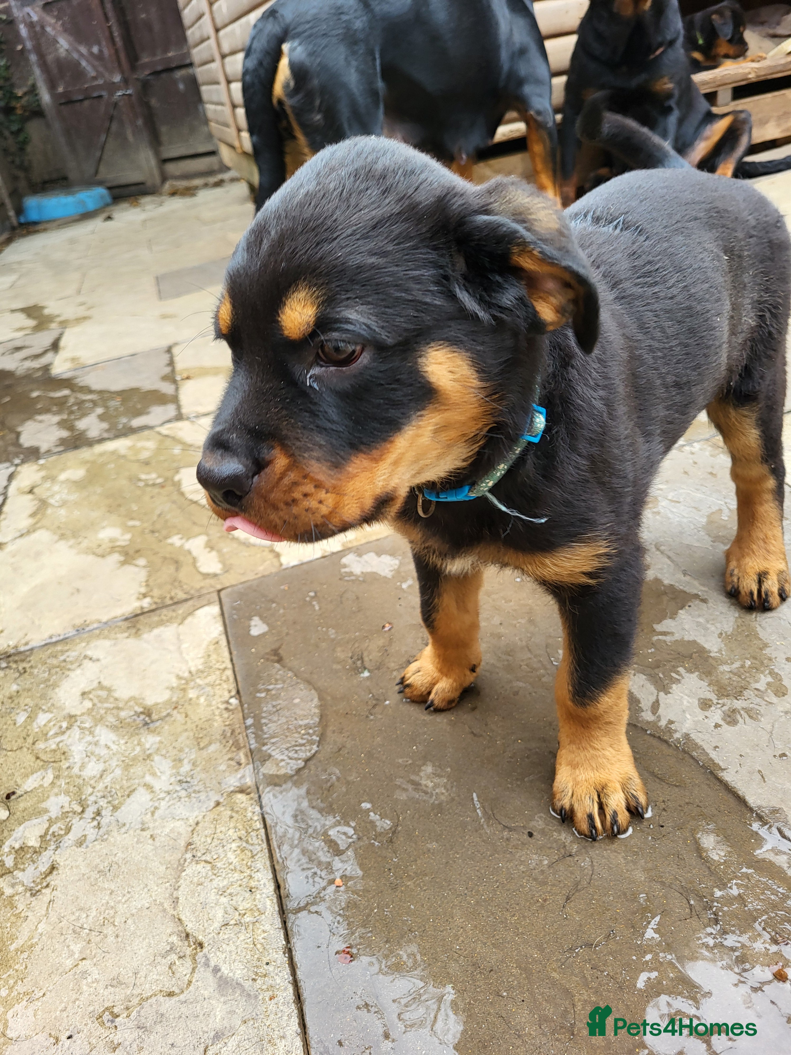 Rottweiler dogs Rottweiler pupps 1 chunky boy left - Advert 2