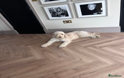 Cockapoo dogs for sale: 5 year old cockapoo girl  - Image 5