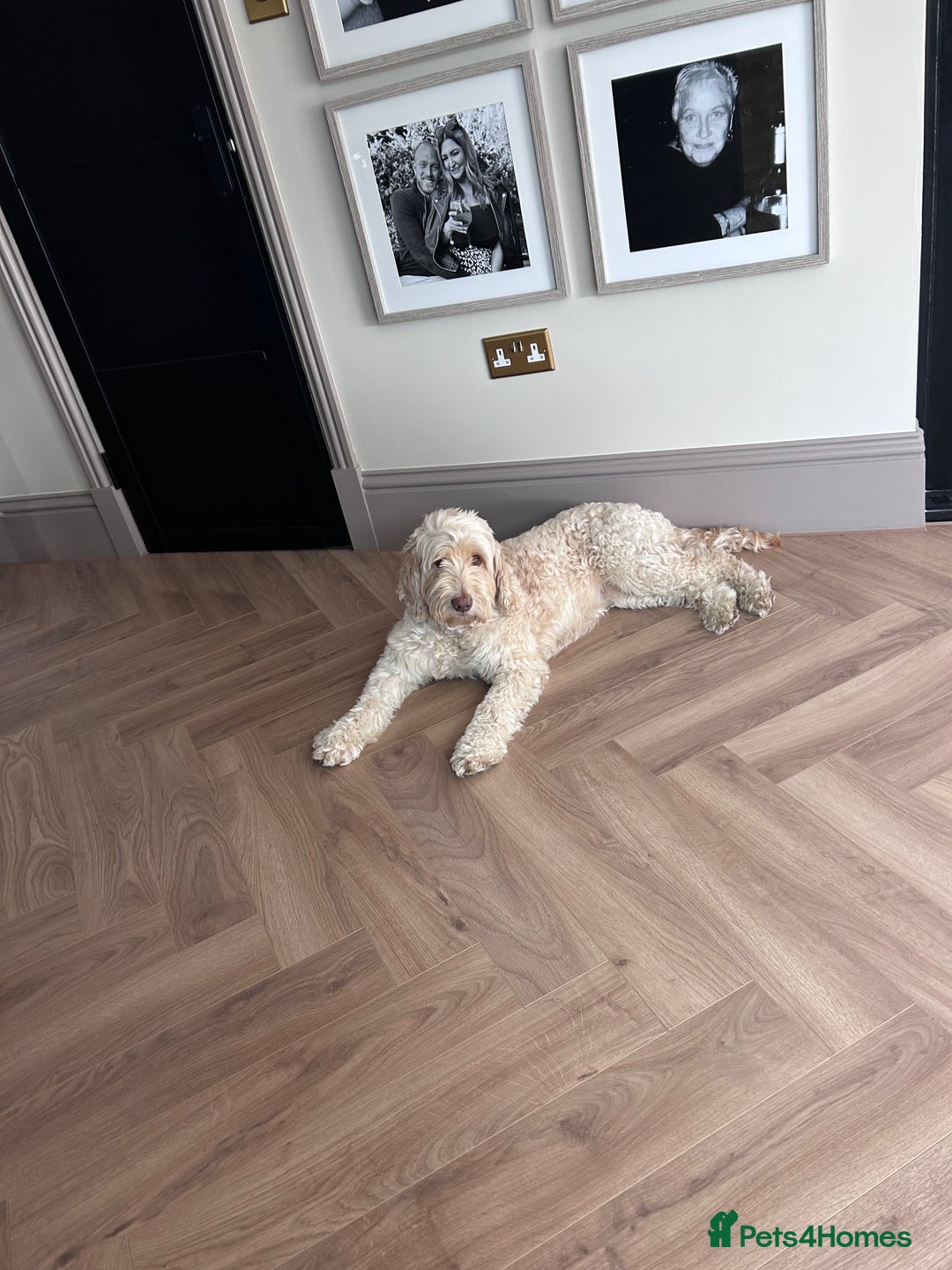 Cockapoo dogs for sale: 5 year old cockapoo girl  - Image 5