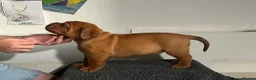 Dogue De Bordeaux dogs for sale: Exceptional KC Dogue de Bordeaux Puppies - Advert 31