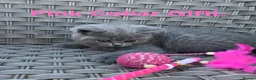 British Shorthair cats for sale: GCCF British Short Hair Kittens Blue  - Advert 4