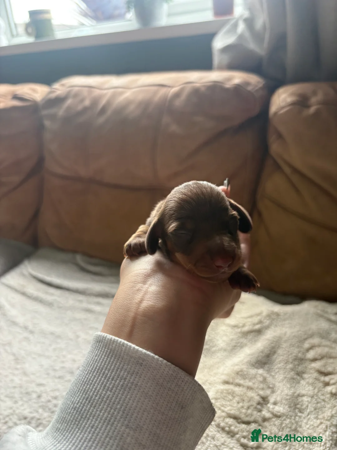 Miniature Dachshund dogs for sale: Miniature dachshund puppies  - Advert 6