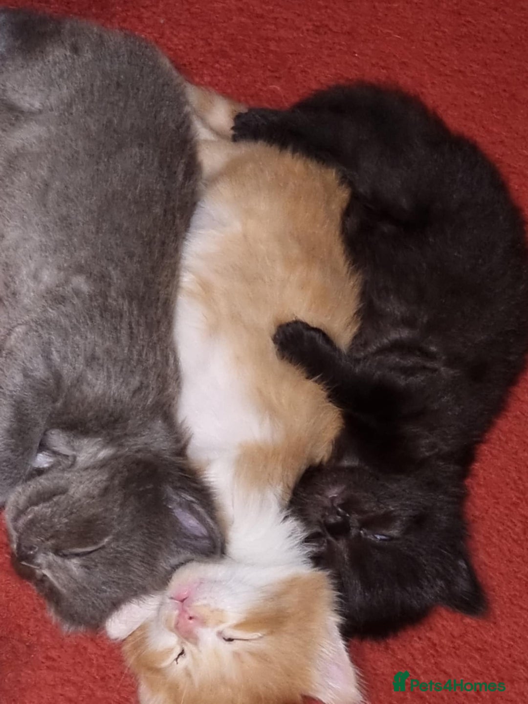 Mixed Breed cats for sale: 5 sweet and cute mixed breed n british short hair  - Image 4