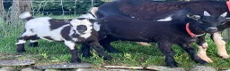 Goats livestock for sale: 2x PygmyX. 1 female and 1 male (castrated)  - Advert 4