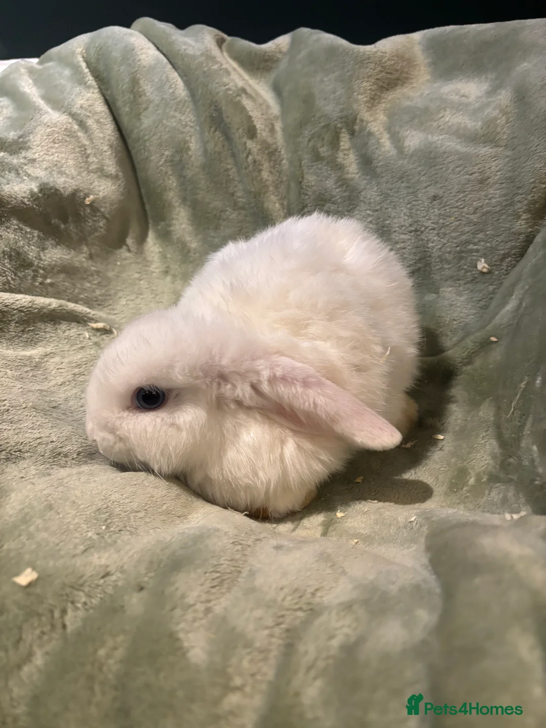 Mini Lop rabbits for sale: beautiful purebred white male mini lops  - Advert 4
