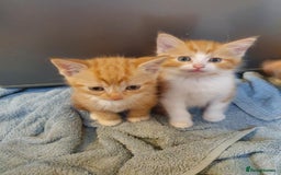 Balinese cats for sale: 6 buteful cats searching for homes. - Image 7