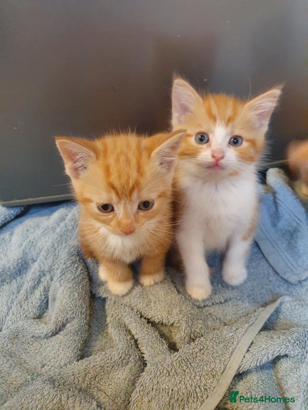 Balinese cats for sale: 6 buteful cats searching for homes. - Image 7