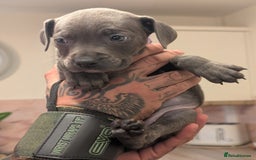 Staffordshire Bull Terrier dogs for sale: Blue/blue&white staffs - Image 9
