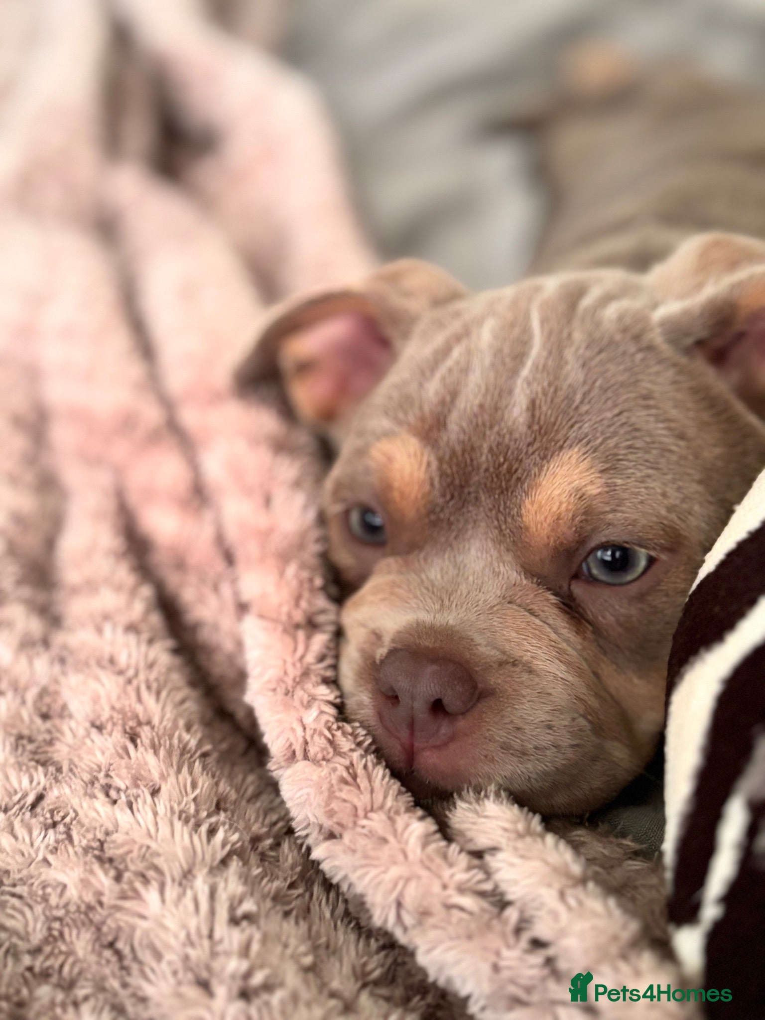 Mixed Breed dogs French bulldog X Pocket bully READY NOW!! - Advert 2
