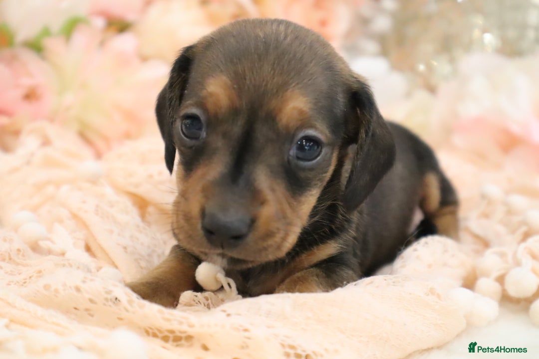 Miniature Dachshund dogs for sale: KC Registered Miniature Dachshund Puppies - Image 4