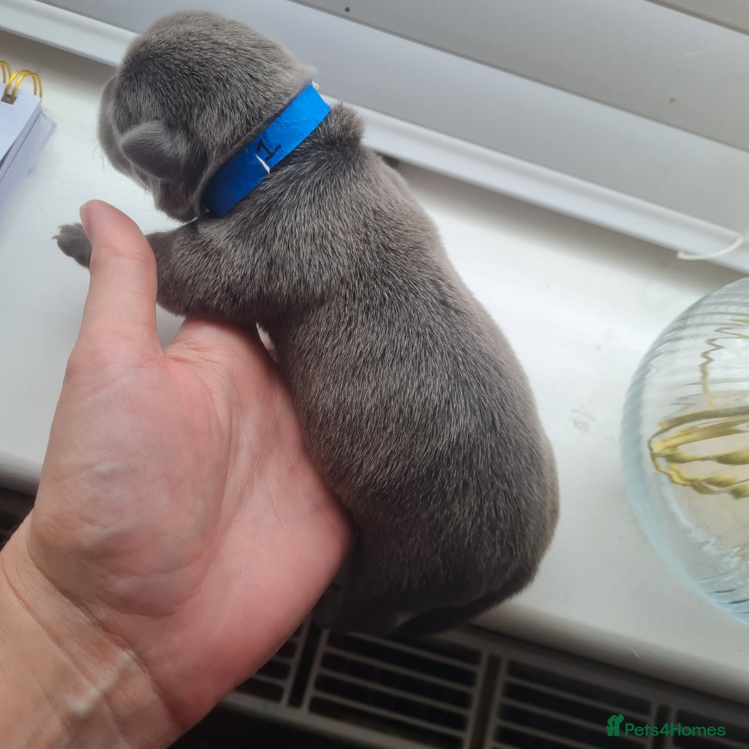Mixed Breed dogs for sale: French bull weinners  - Image 15