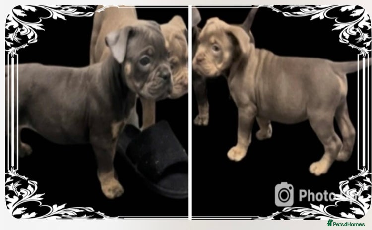 Olde English Bulldogge dogs - Advert 13