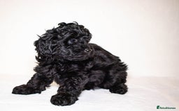 Mixed Breed dogs for sale: Havapoo. F1. Super healthy. - Image 8