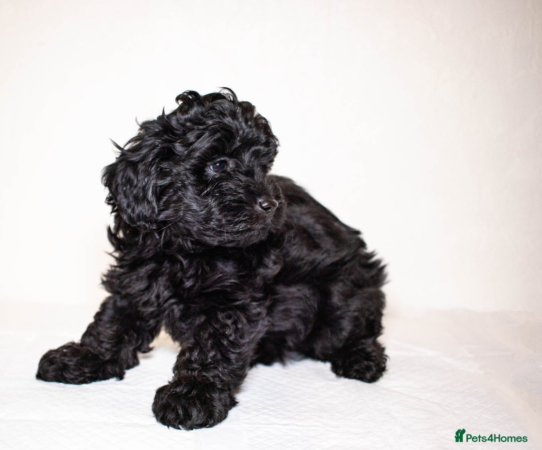 Mixed Breed dogs for sale: Havapoo. F1. Super healthy. - Image 8