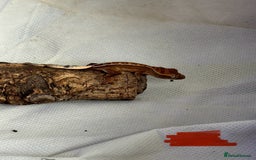 Gecko reptiles for sale: Baby crested geckos  - Image 22