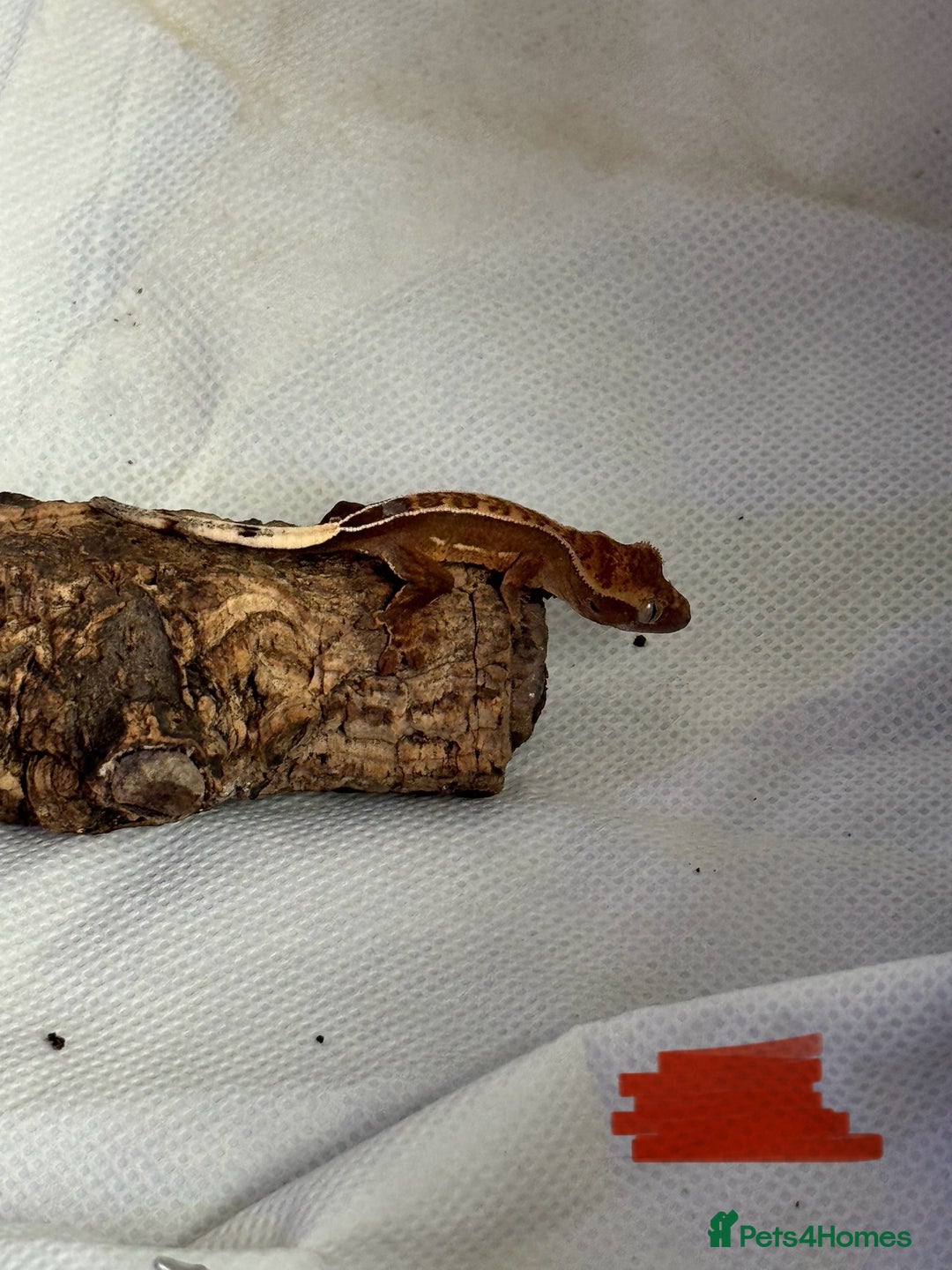 Gecko reptiles for sale: Baby crested geckos  - Image 22