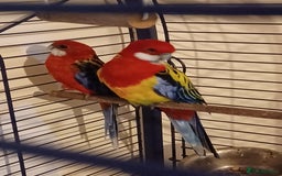 Parrots birds for sale: Breeding pair rozzellas  - Image 1