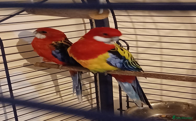 Parrots birds - Advert 3