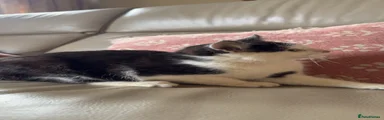 Mixed Breed 3