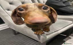 Miniature Dachshund dogs for stud: Chocolate Dapple for Stud - Image 5