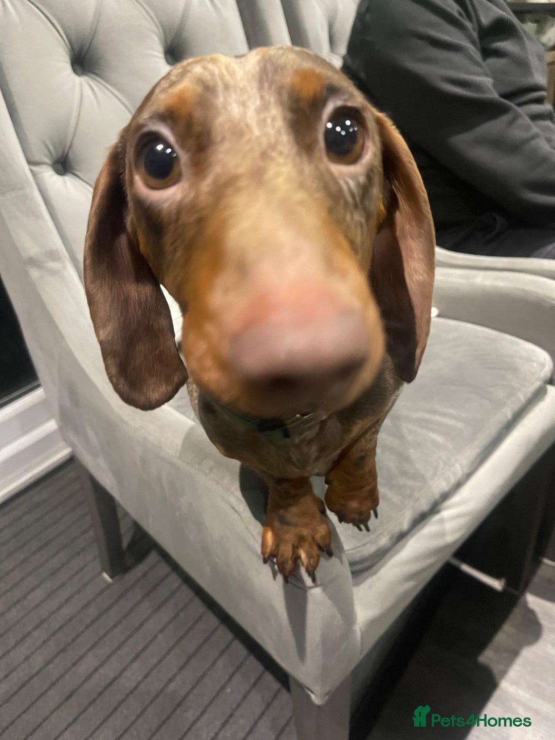 Miniature Dachshund dogs for stud: Chocolate Dapple for Stud - Image 5