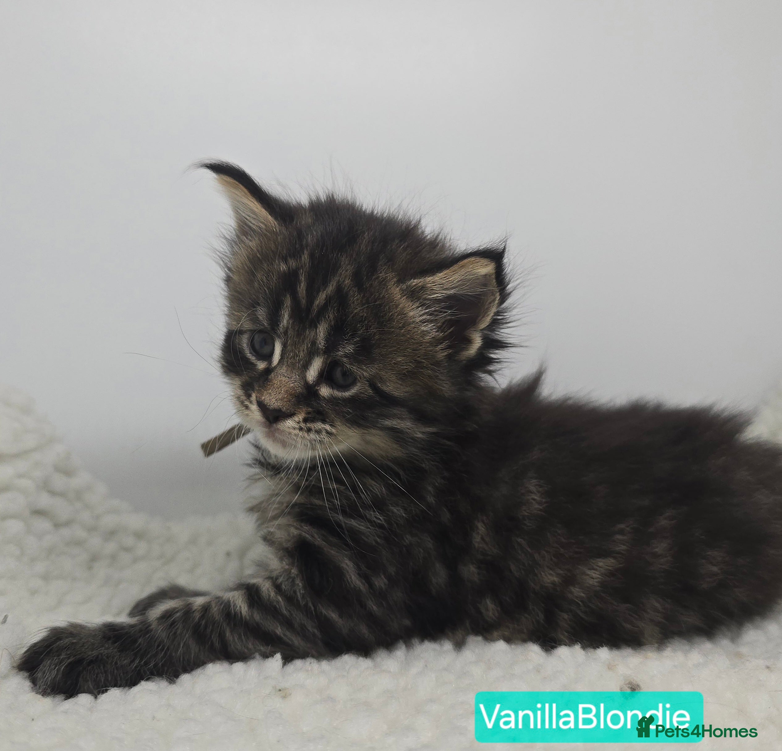Maine Coon cats Beautiful TICA Pedigree Maine Coon Kittens - Advert 1