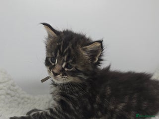 Maine Coon cats Beautiful TICA Pedigree Maine Coon Kittens - Advert 1