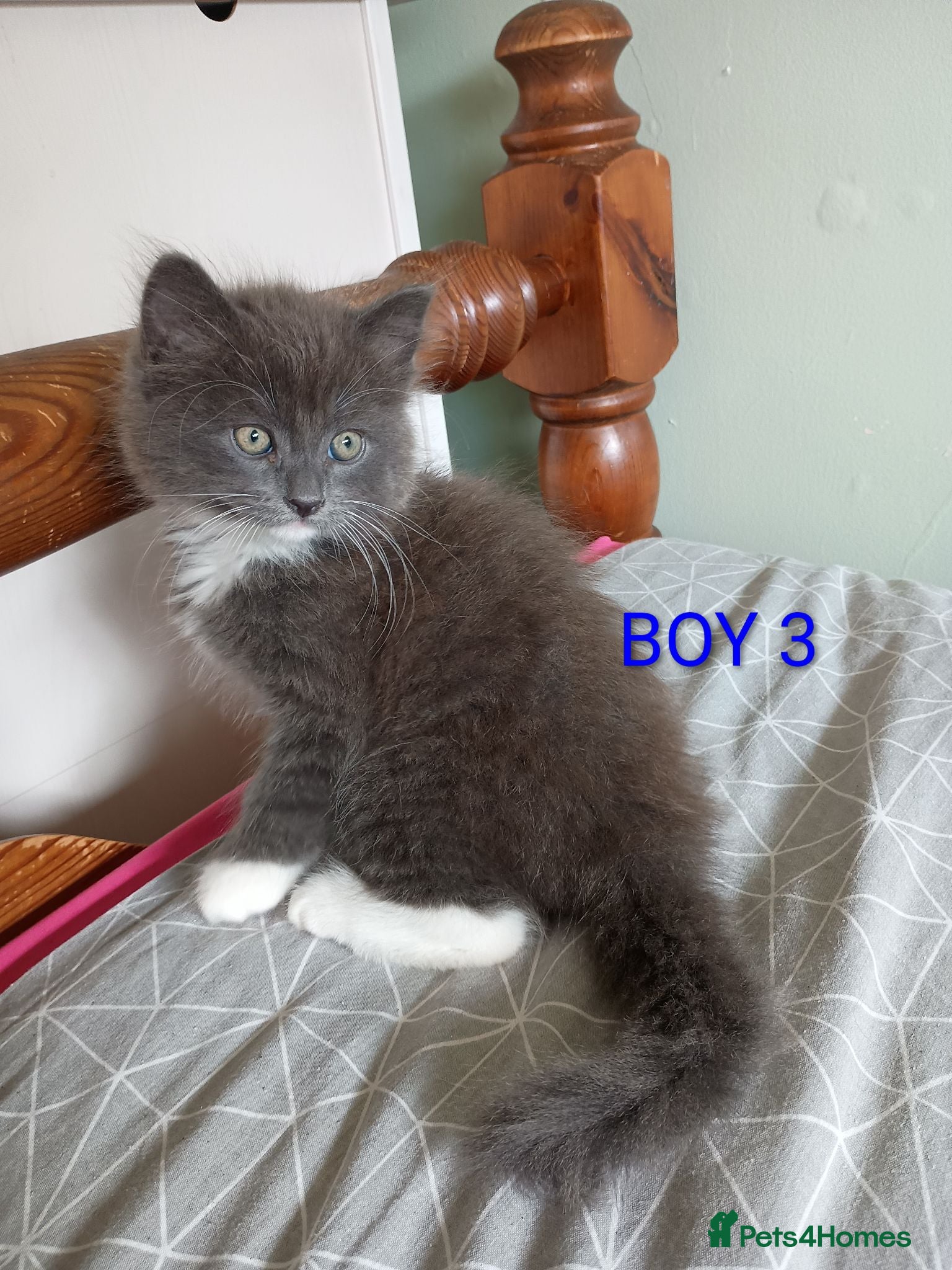 Mixed Breed cats Beautiful Ragdoll Mix kitten looking for new home - Advert 5