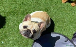 French Bulldog dogs for sale: French Bulldog  - Image 1