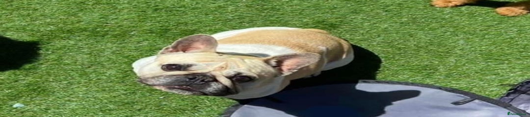 French Bulldog Nala