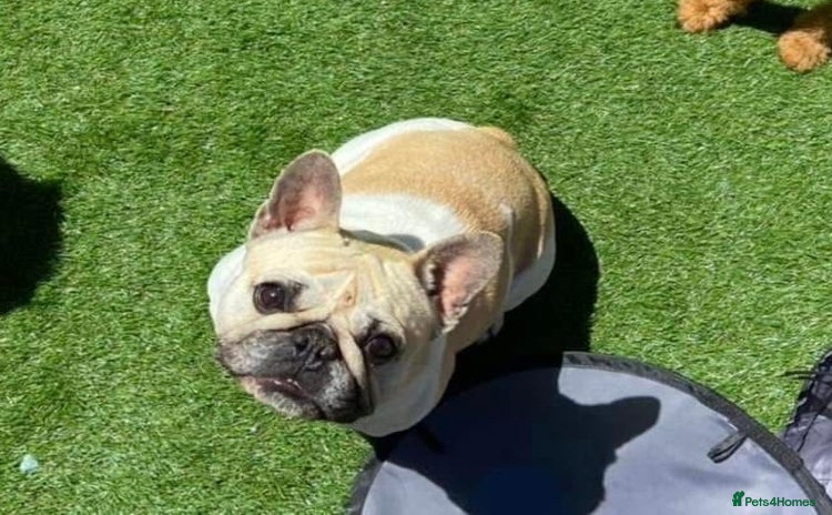 French Bulldog dogs - Advert 12