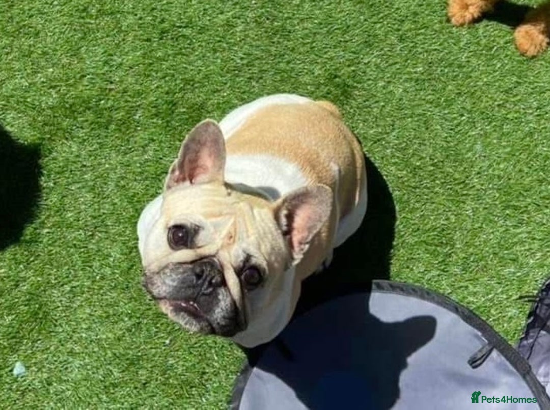 French Bulldog dogs for sale: French Bulldog  - Image 1