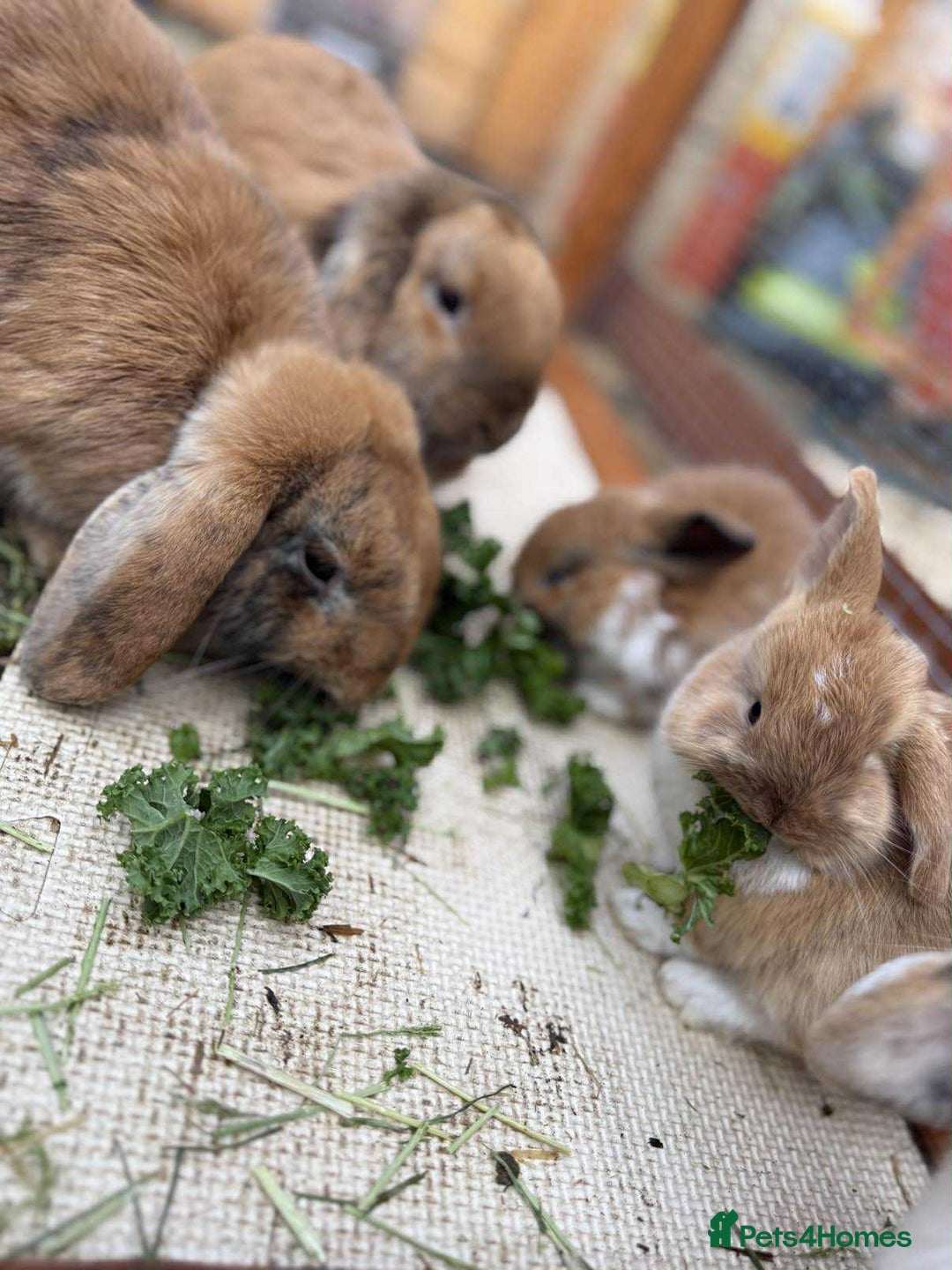 Mixed Breed rabbits for sale: *All Rabbits Pending Sale* - Advert 13