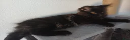 Maine Coon cats for sale: Maine coon kittens(pure breed) - Advert 3